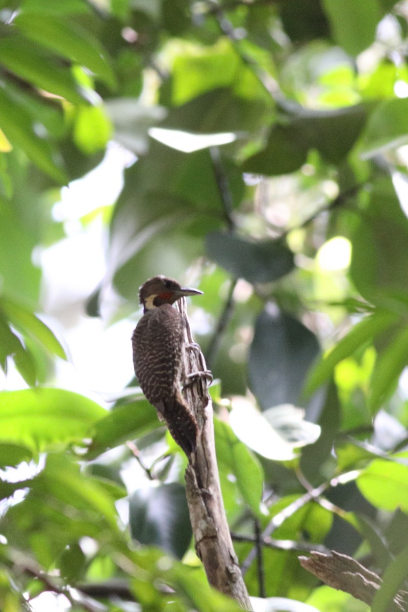 Buff-necked Woodpecker - ML560633051