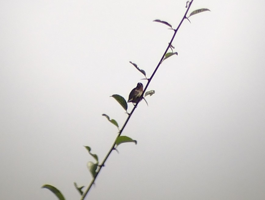 Gray-sided Flowerpecker (Gray-sided) - Lars Mannzen