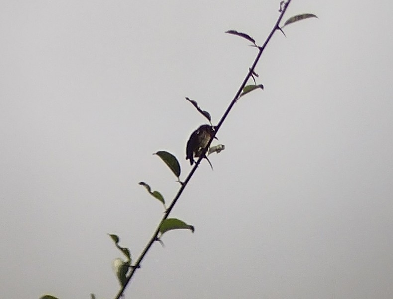 Gray-sided Flowerpecker (Gray-sided) - Lars Mannzen