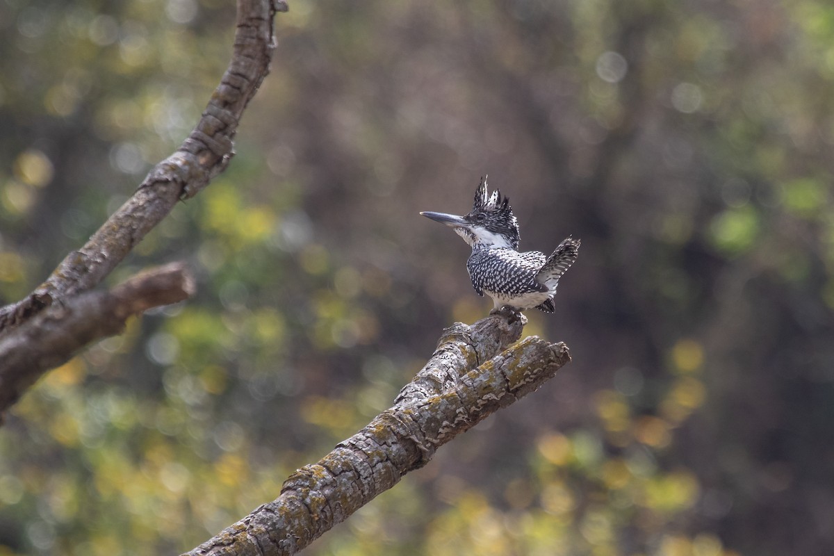Crested Kingfisher - ML560635391