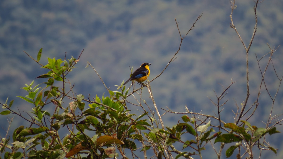 Blue-winged Mountain Tanager - ML56063571