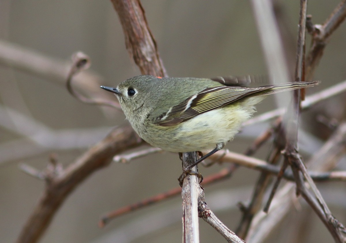 Ruby-crowned Kinglet - Yves Gauthier (Mtl)