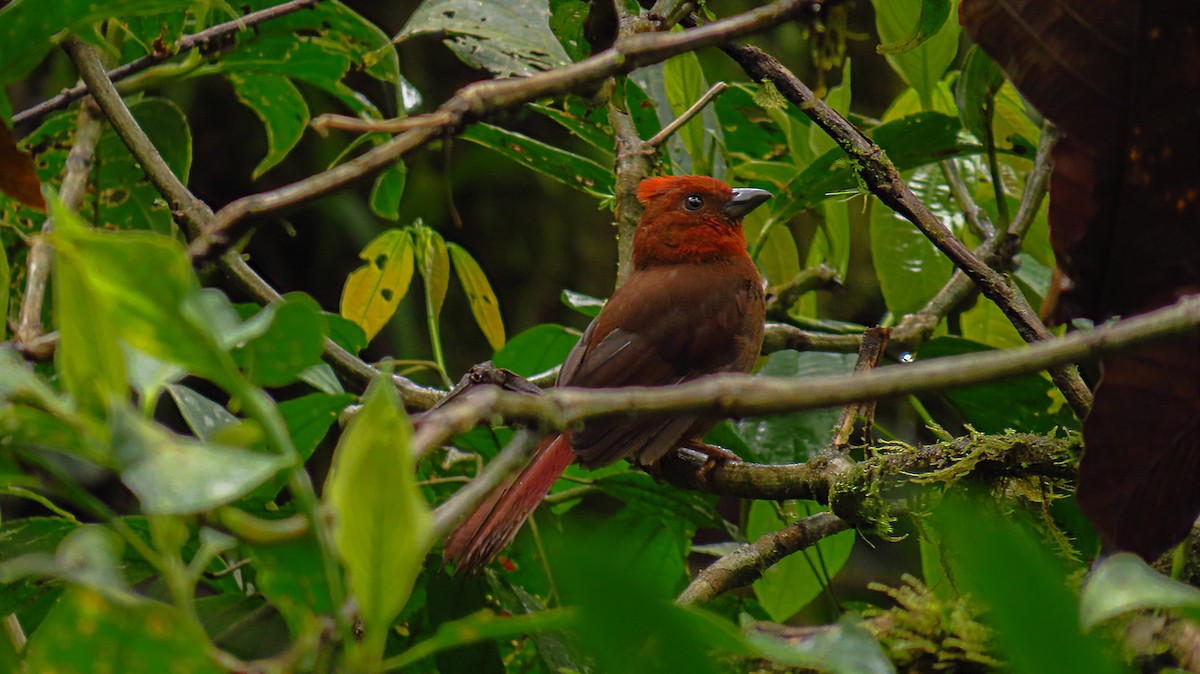 Crested Ant-Tanager - ML56063671