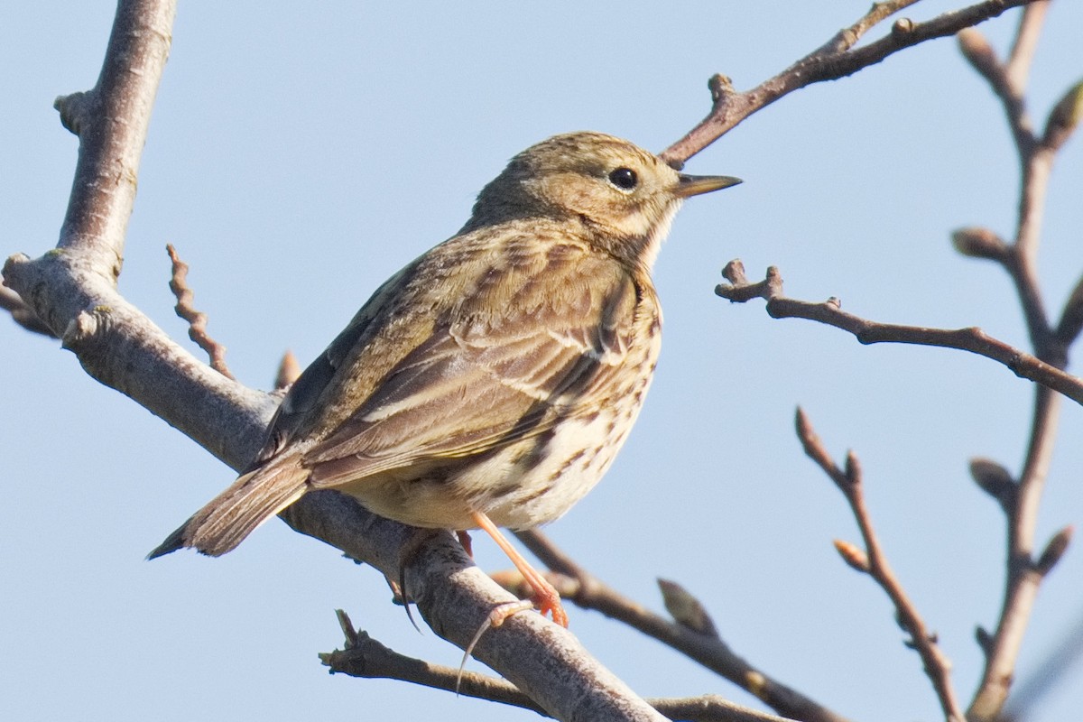 Meadow Pipit - ML560637881