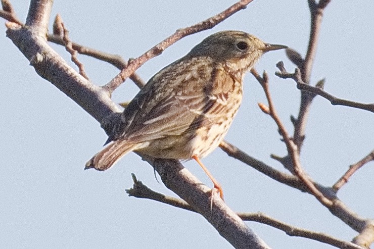 Meadow Pipit - ML560637921