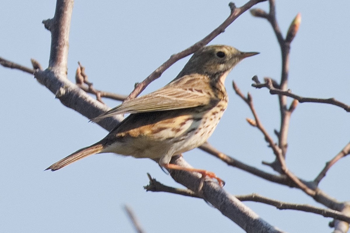 Meadow Pipit - ML560637971