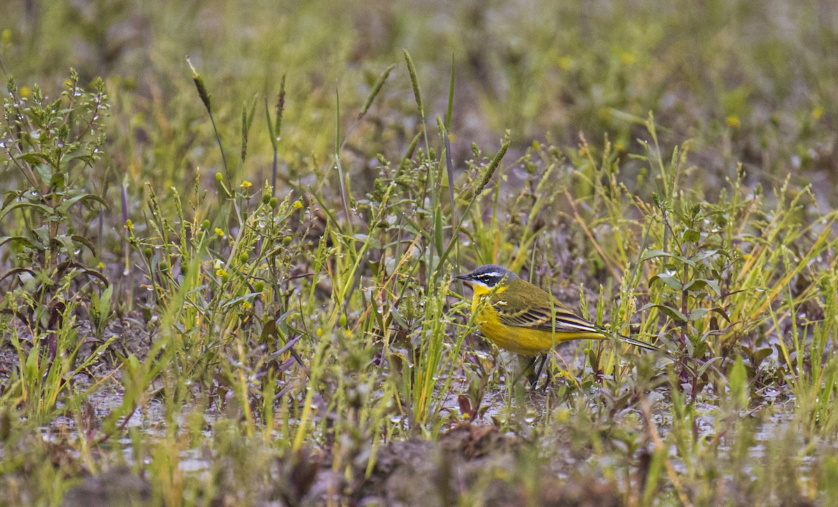 Western Yellow Wagtail - Waseem Bhat