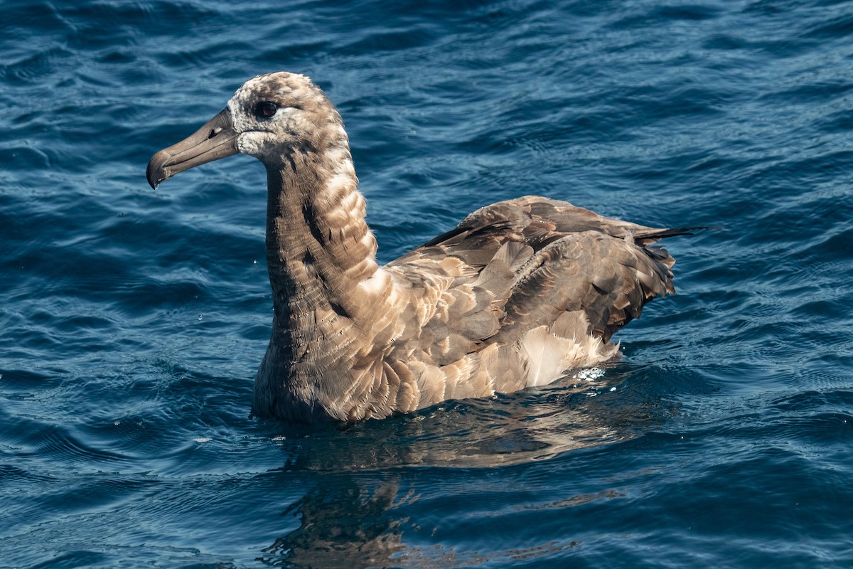 Black-footed Albatross - Brian  Faulkner