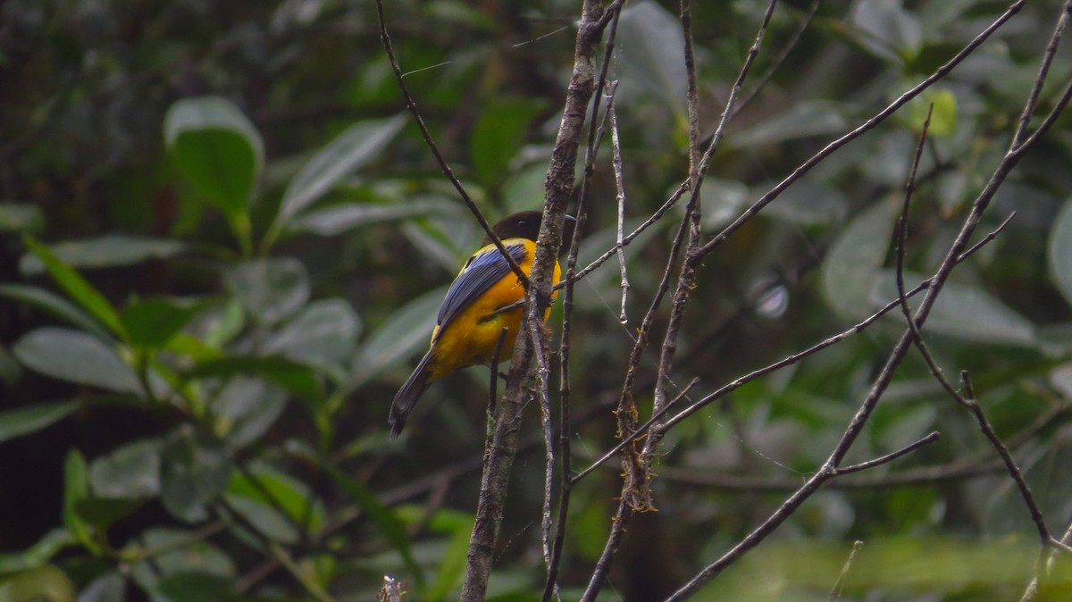 Black-chinned Mountain Tanager - ML56064531