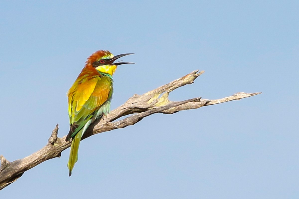 European Bee-eater - ML560645851