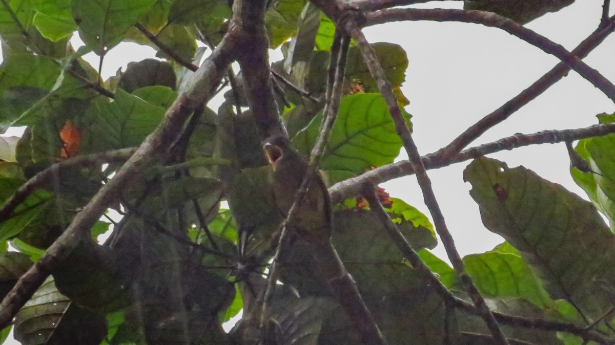 Ochre-breasted Tanager - ML56064661