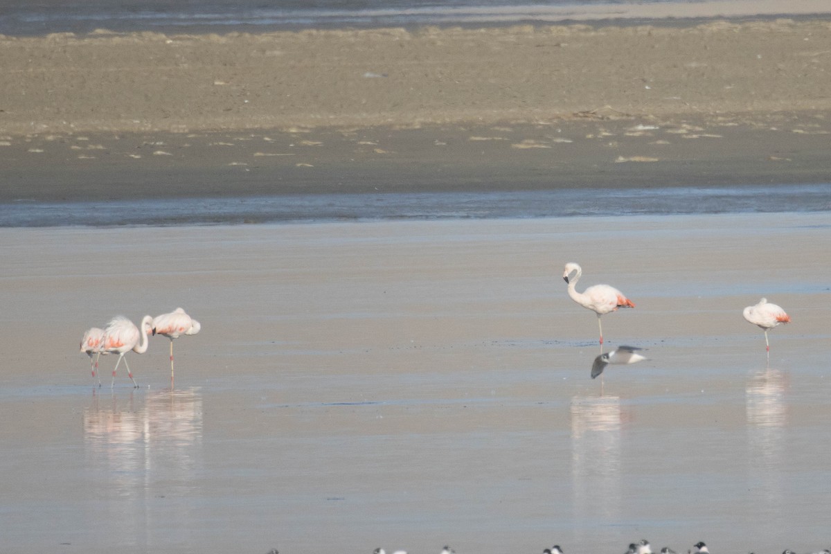 Chilean Flamingo - ML560646901