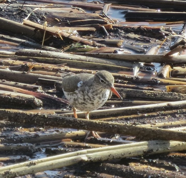 Spotted Sandpiper - Libby Lindsay