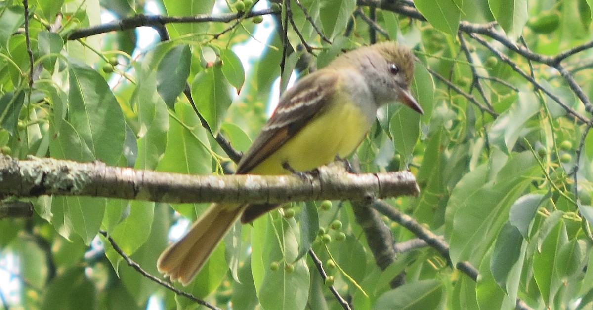 Great Crested Flycatcher - ML56065181