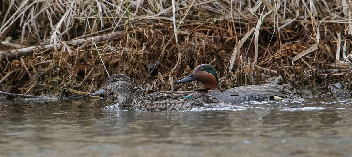 Green-winged Teal - ML56065261