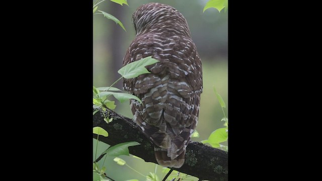 Barred Owl - ML560652641