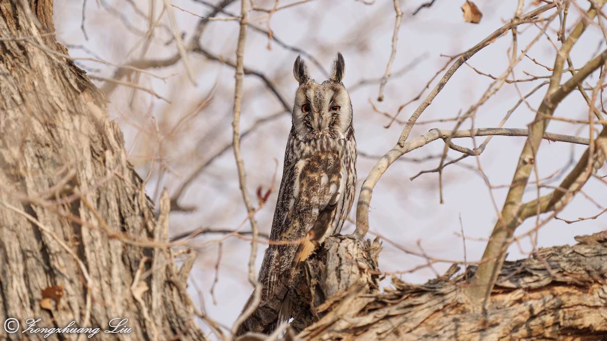 Long-eared Owl - ML560655631