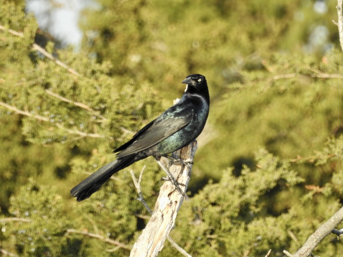 Boat-tailed Grackle - ML560657641