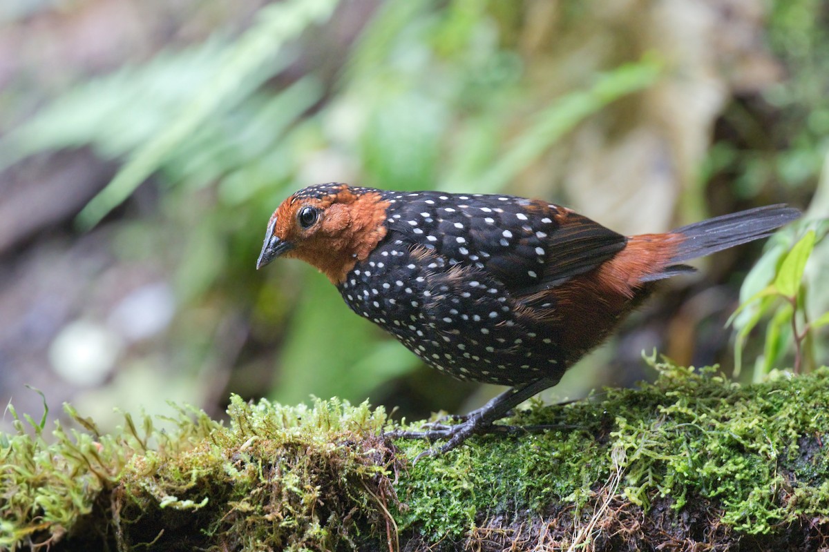 Ocellated Tapaculo - ML560657981