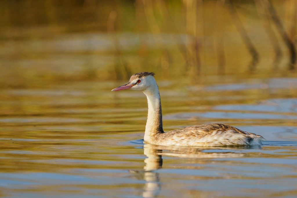 Great Crested Grebe - ML560659131