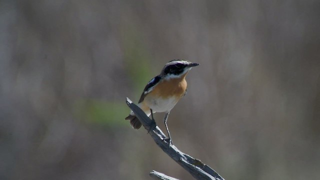 Whinchat - ML560661091