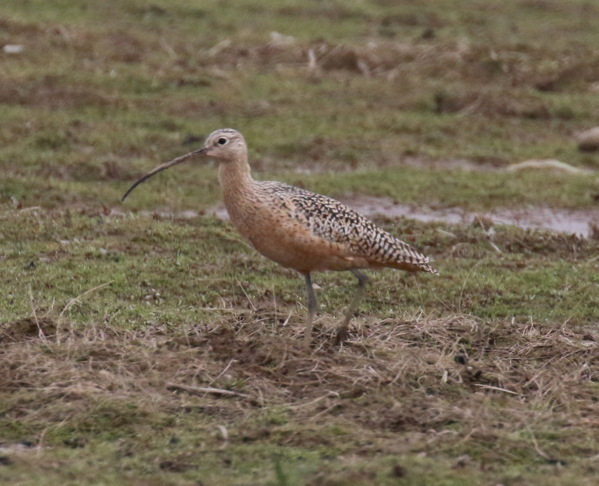 Long-billed Curlew - ML56066351