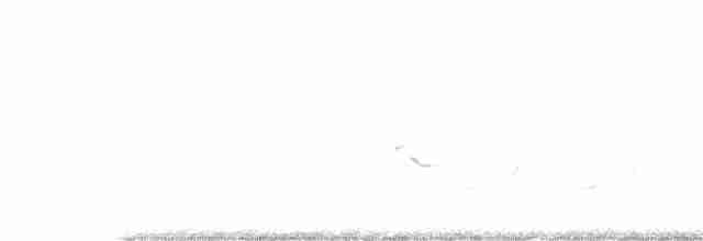 Oriole des vergers - ML560665621