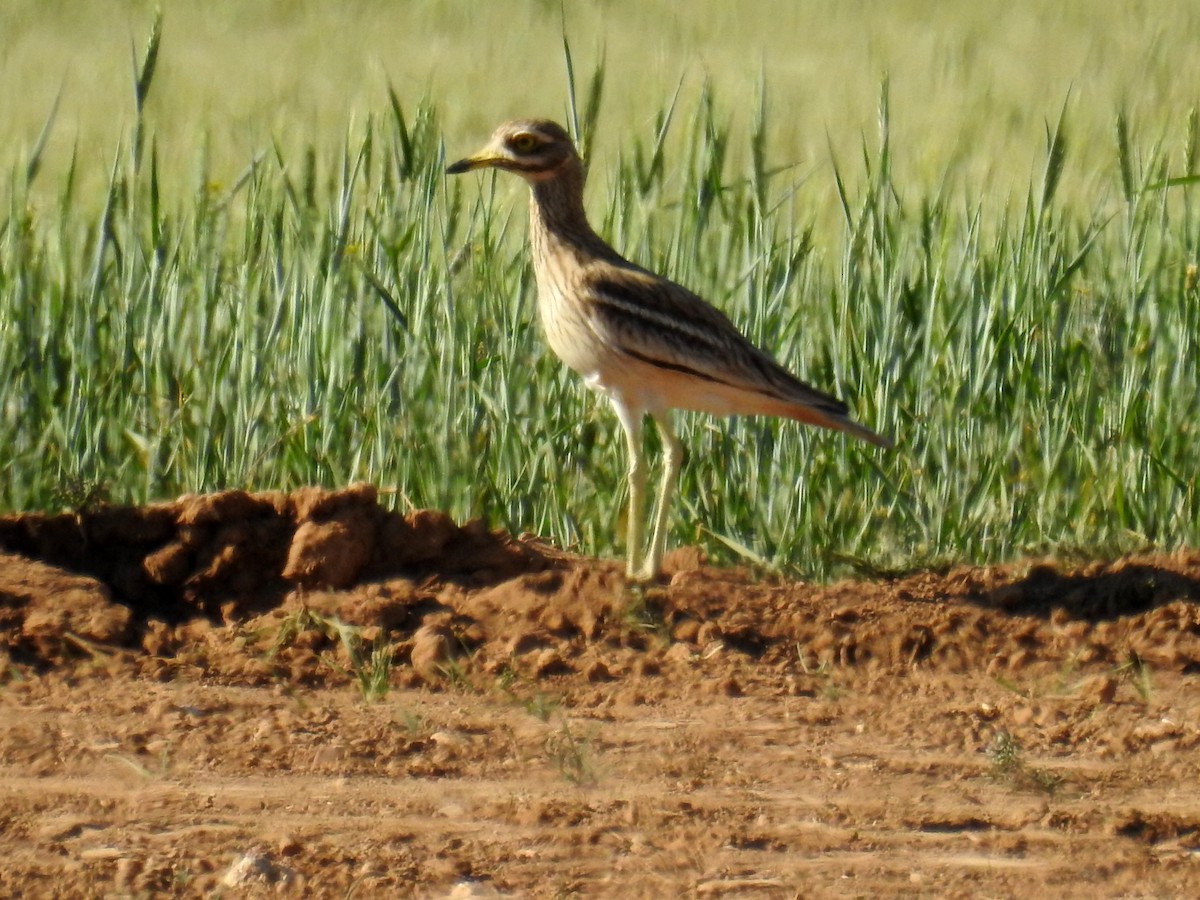 Eurasian Thick-knee - Paco Luque