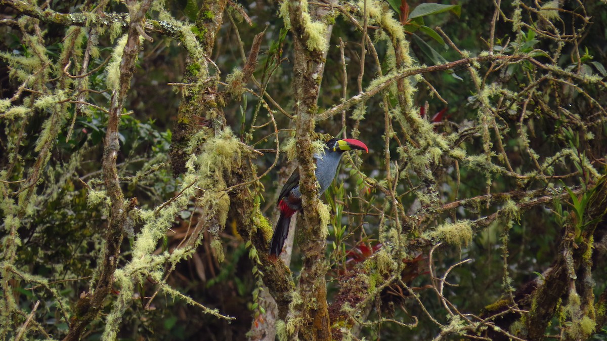 Gray-breasted Mountain-Toucan - ML56067381