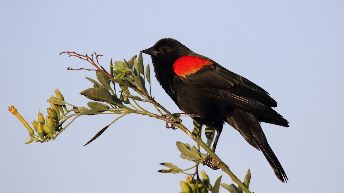 Red-winged Blackbird (Mexican Bicolored) - ML560678011