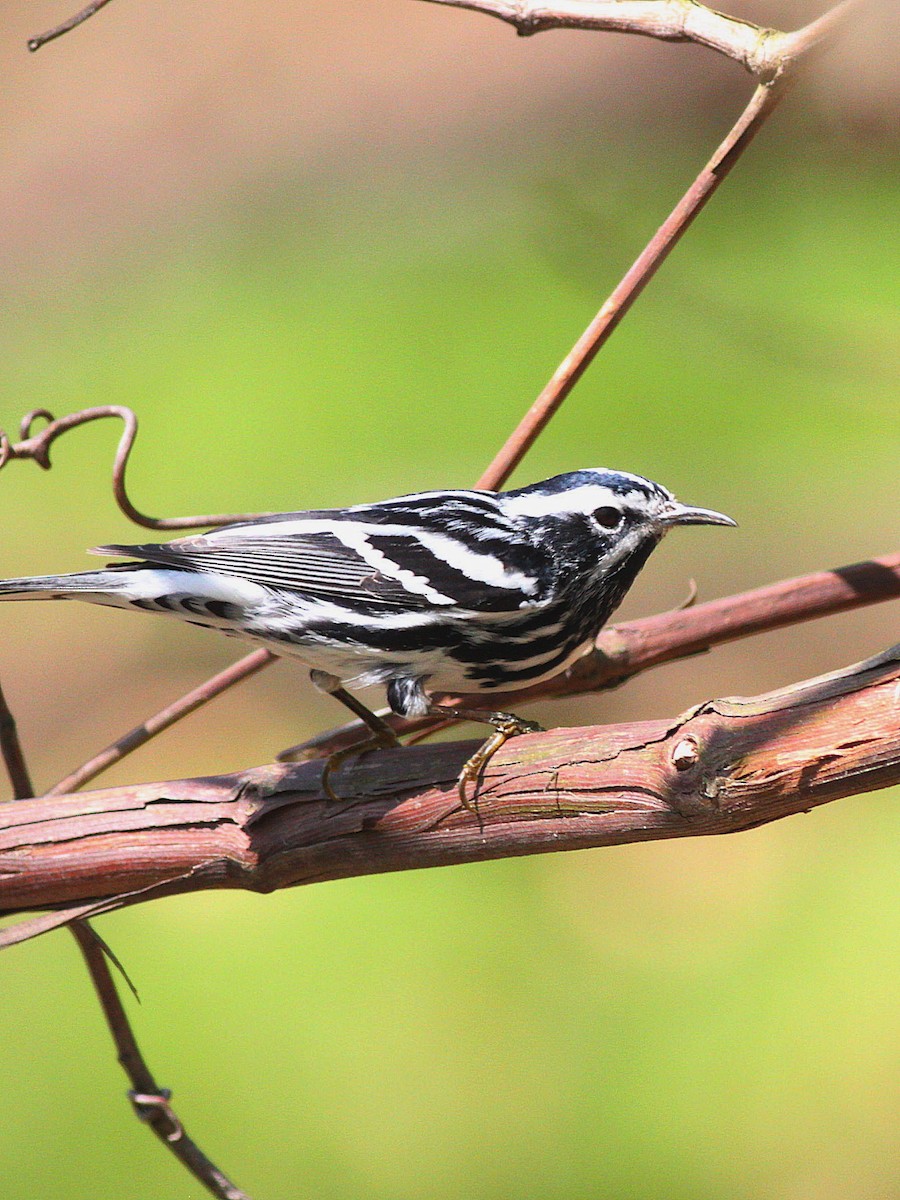 Black-and-white Warbler - ML56068021