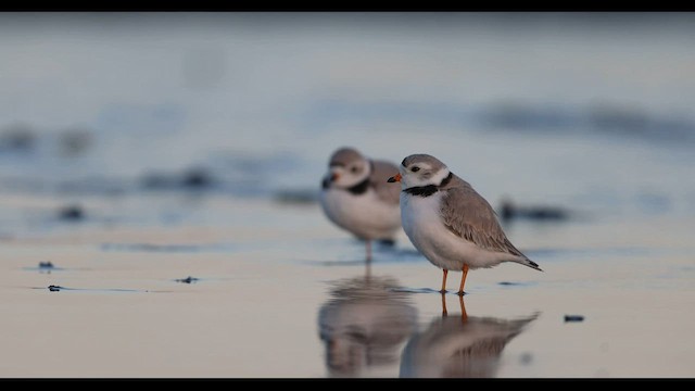 Piping Plover - ML560680971