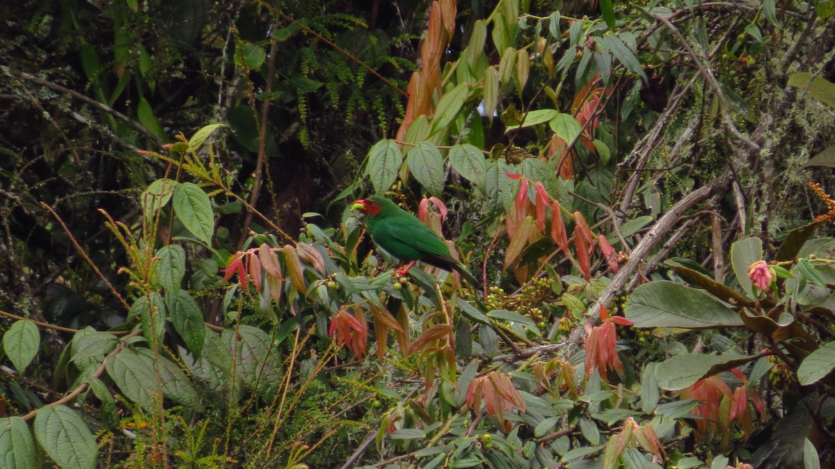 Grass-green Tanager - Jorge Muñoz García   CAQUETA BIRDING