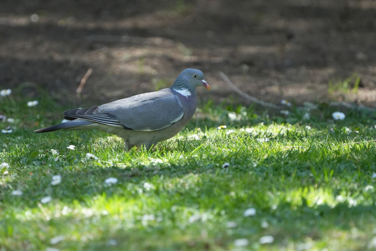 Common Wood-Pigeon - ML560682261