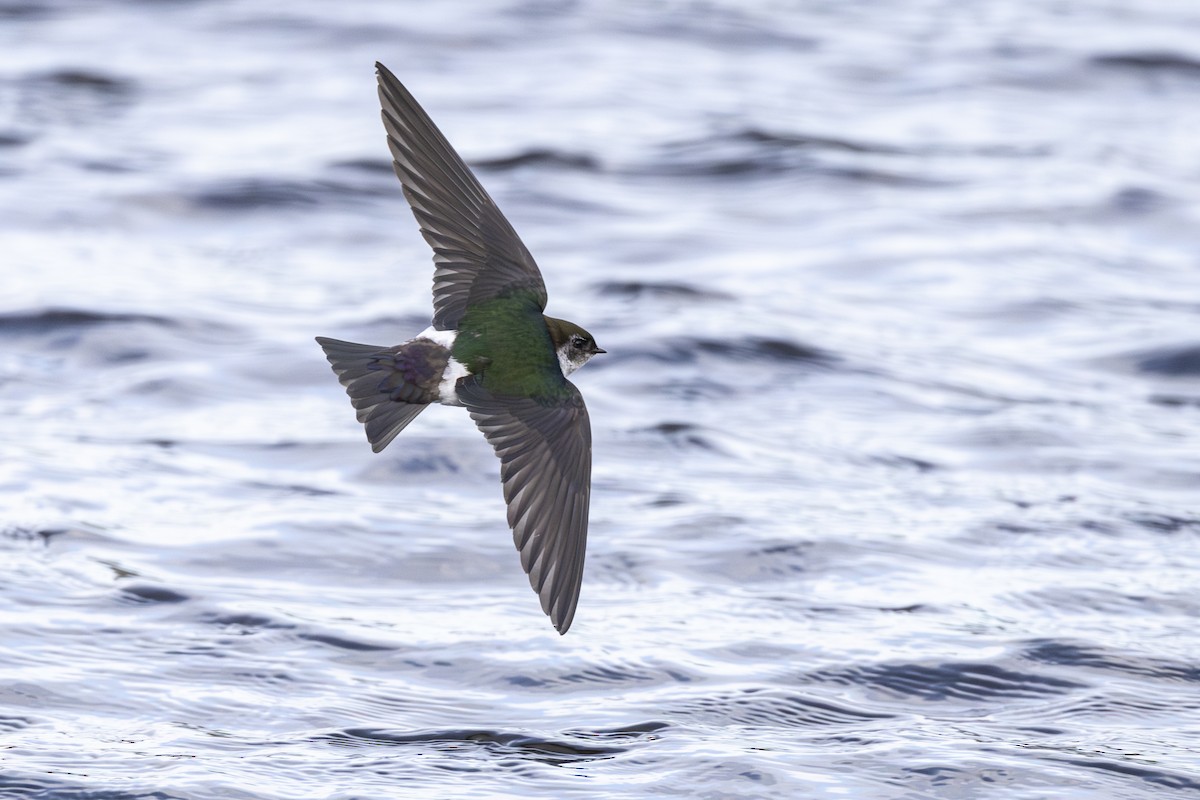 Violet-green Swallow - Eric Ellingson