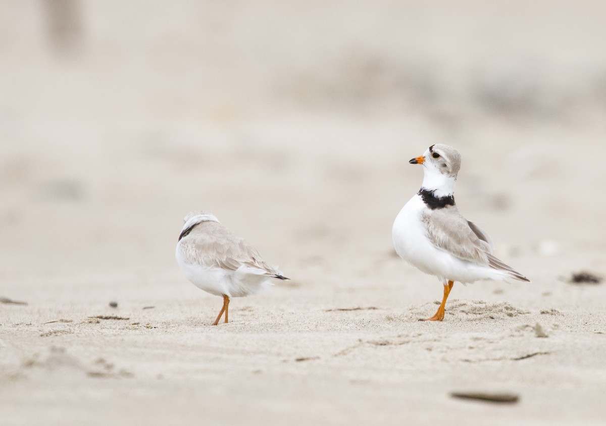 Piping Plover - ML560684771