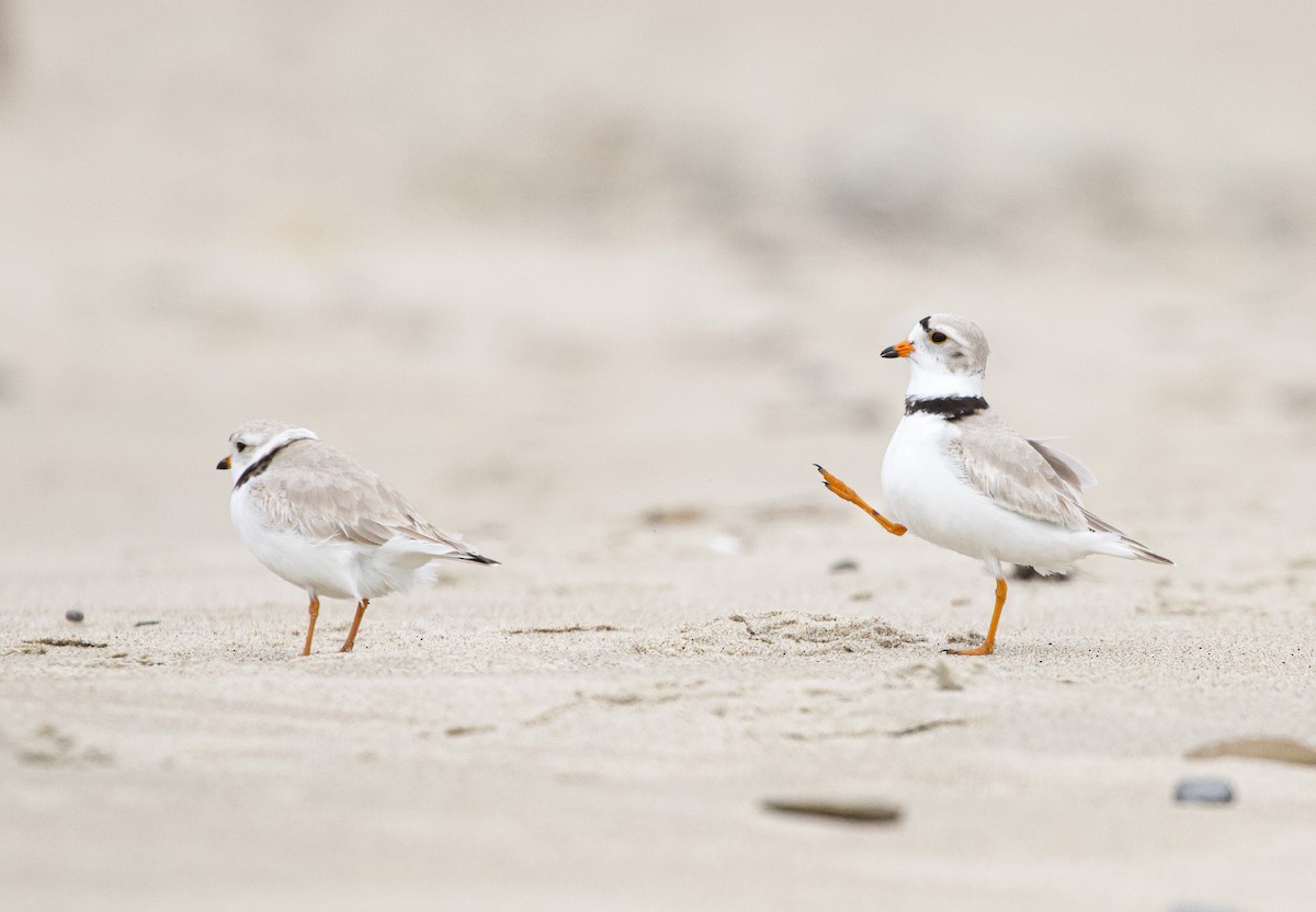 Piping Plover - ML560684781