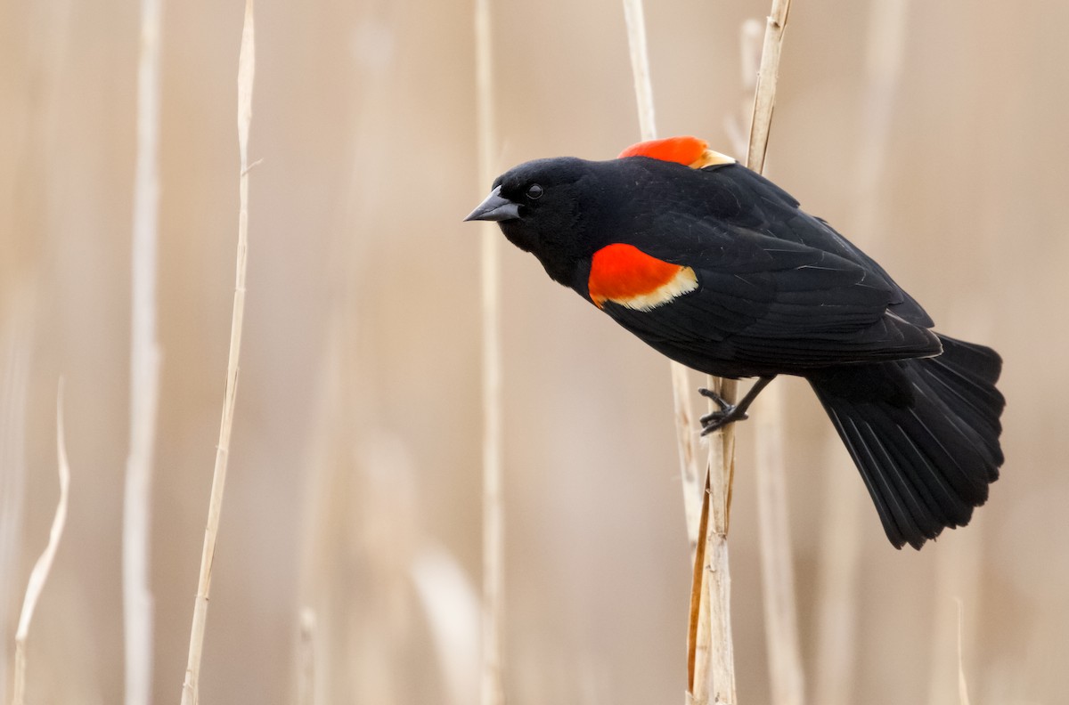 Red-winged Blackbird (Red-winged) - ML560685061