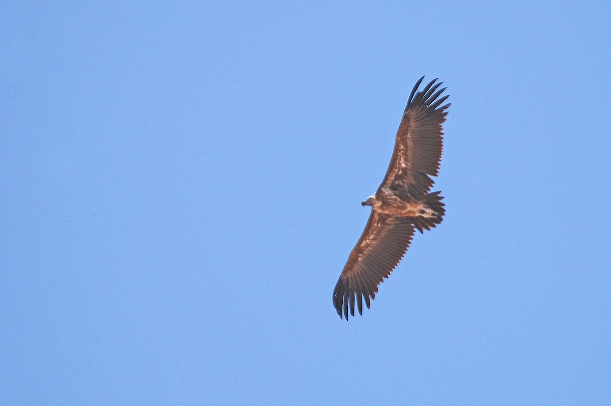 Lappet-faced Vulture - ML560685481