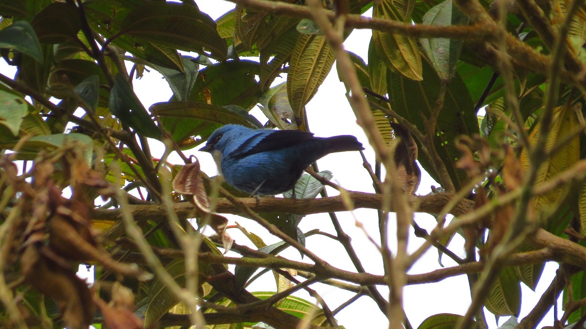 Blue-and-black Tanager - ML56068581
