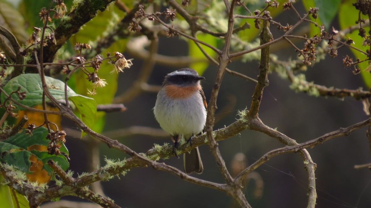 Rufous-breasted Chat-Tyrant - ML56068641