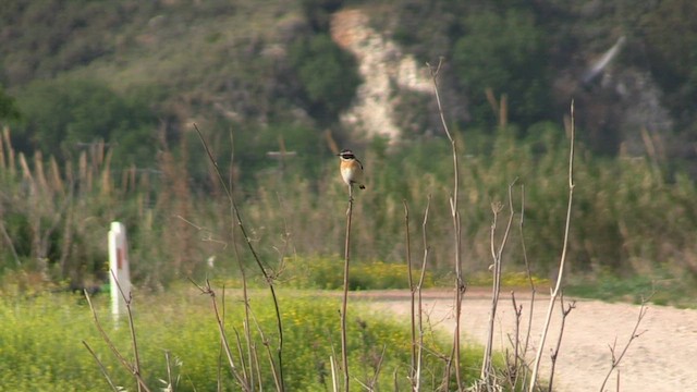 Whinchat - ML560697821
