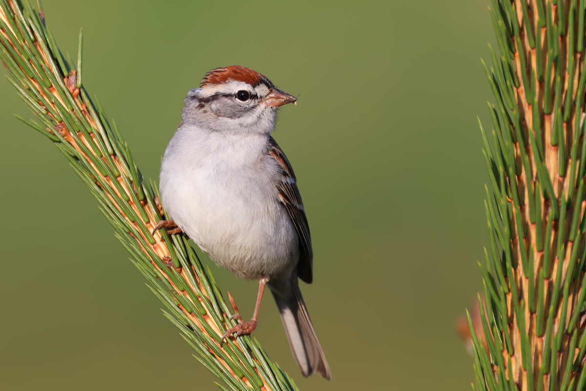 Chipping Sparrow - ML560699701