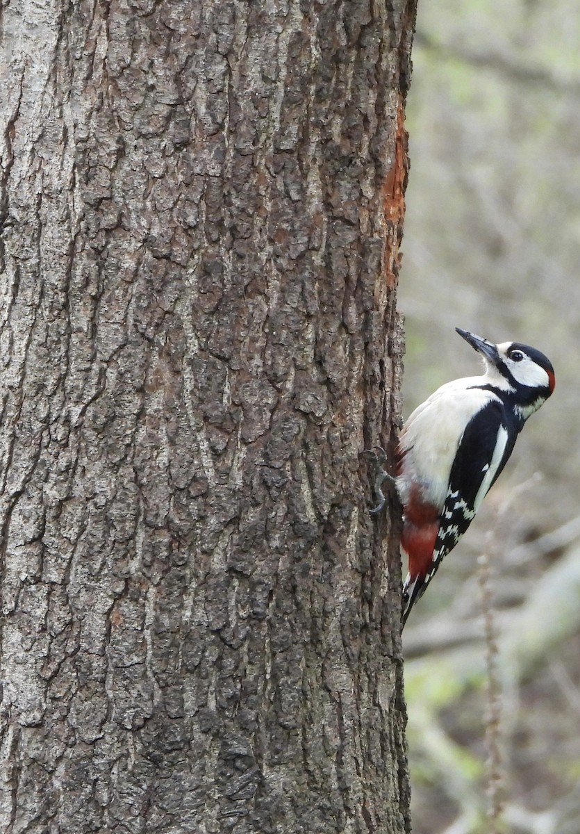 Great Spotted Woodpecker - ML560705751