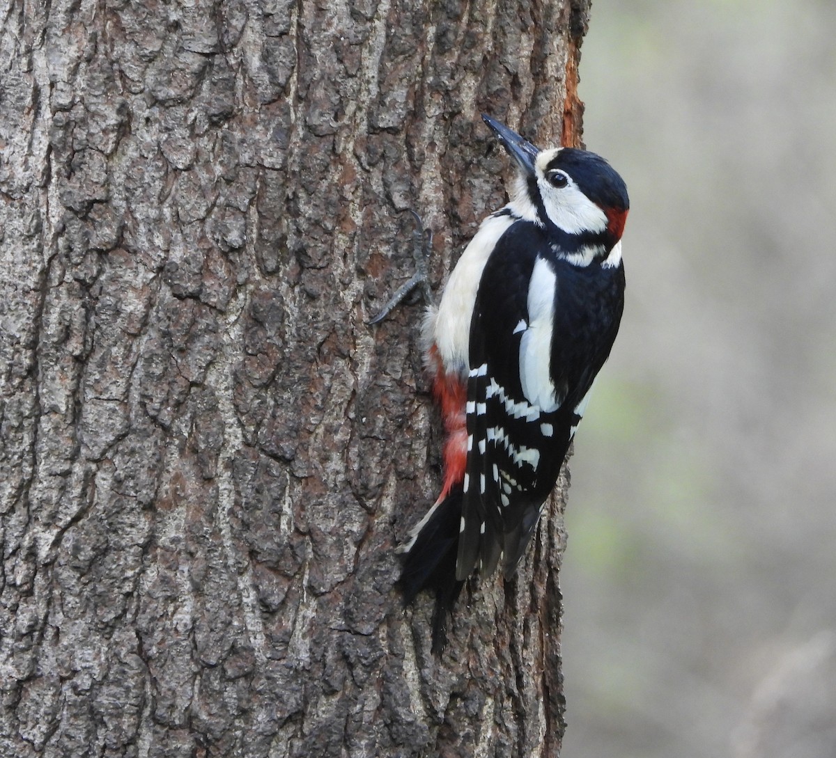 Great Spotted Woodpecker - ML560705761
