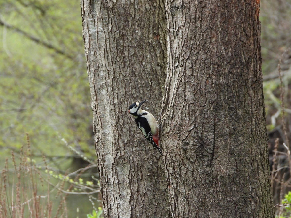 Great Spotted Woodpecker - ML560705771