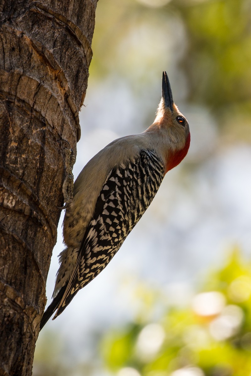 Red-bellied Woodpecker - ML56070661