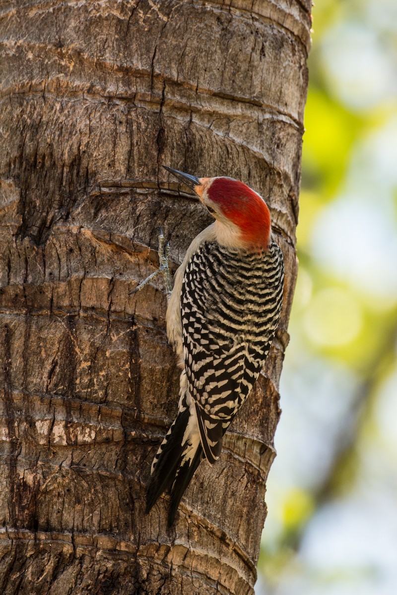 Red-bellied Woodpecker - ML56070761