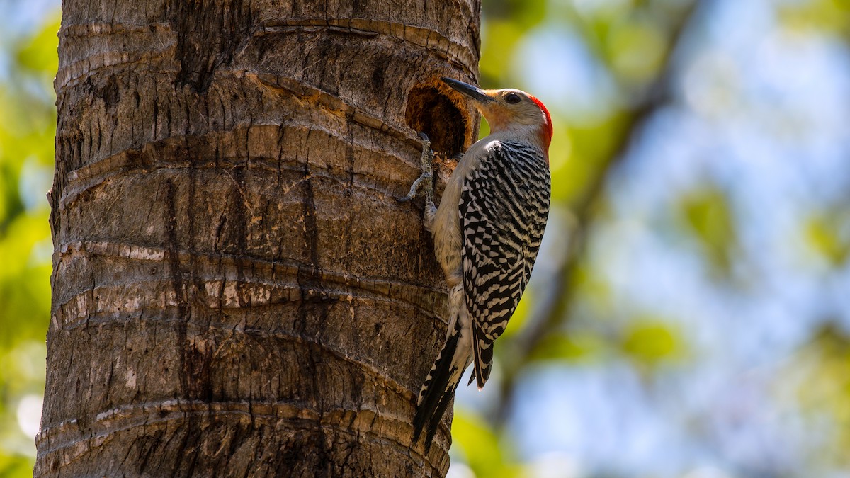 Red-bellied Woodpecker - Jim Gain