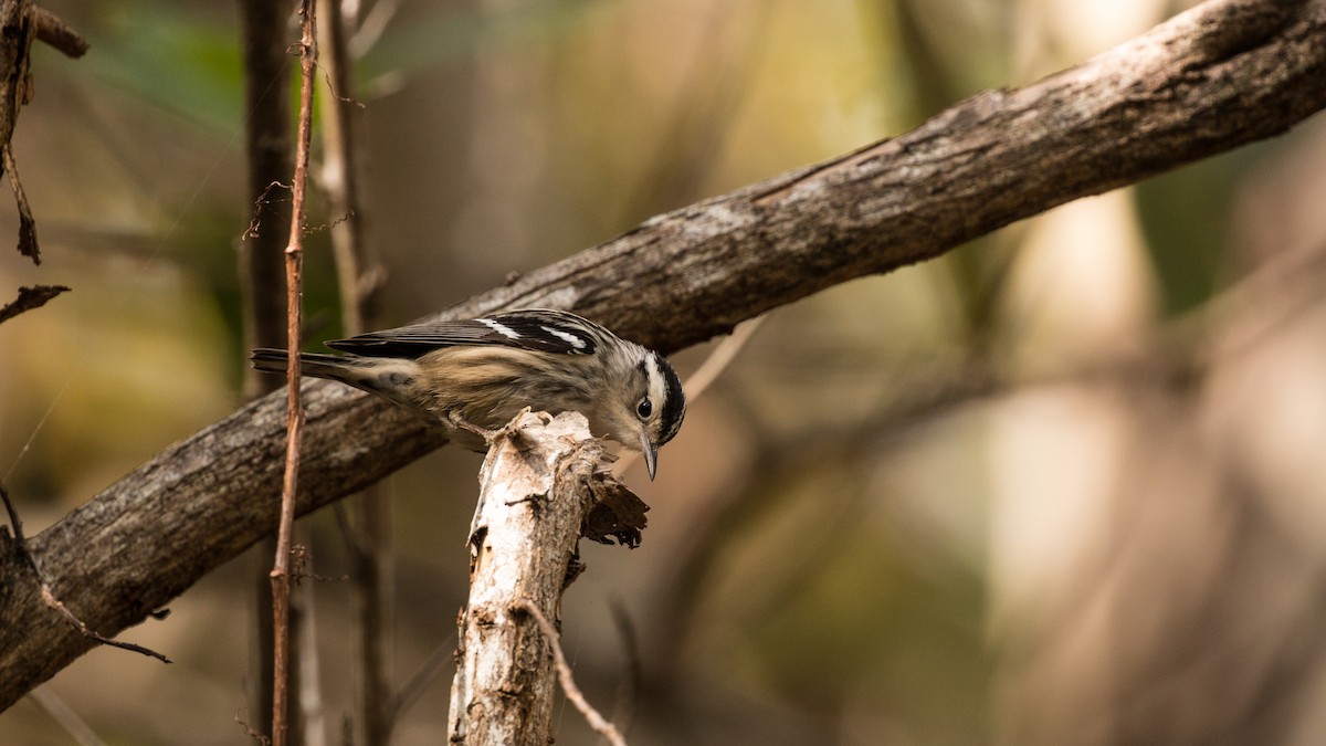 Black-and-white Warbler - ML56070911